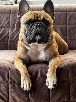 Greenwich Village Animal Hospital