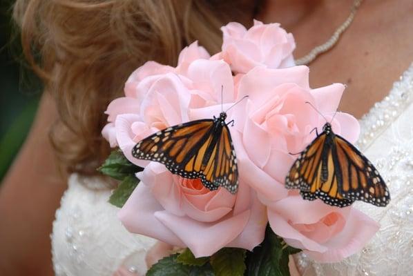 Vibrant Wings Butterflies