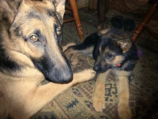 Dingo Design Pet Sitting