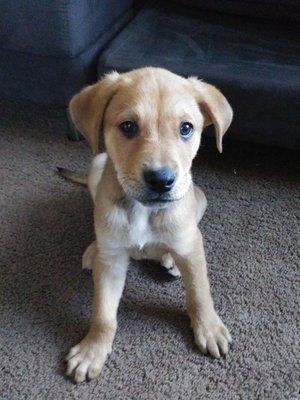 Jackson County Animal Care & Control