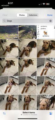 This is My dog which I never remembered any rights released