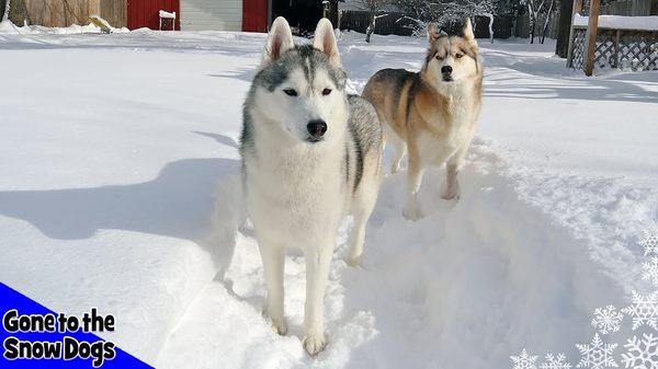 Wood County Humane Society