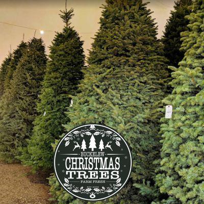 Buckelew Christmas Trees