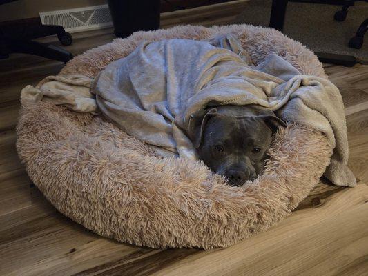 Humane Society of Harrisburg Area