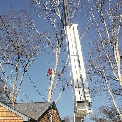 Pioneer Tree And Landscape Service