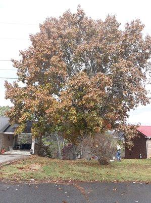 Accurate Tree Removal