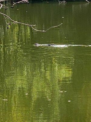 Attleboro Springs Wildlife Sanctuary