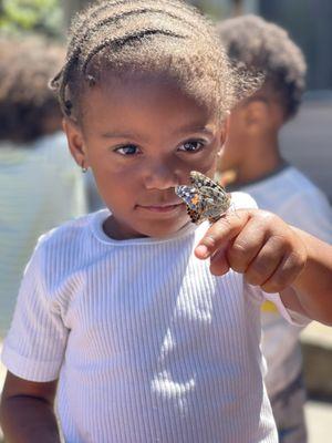 Butterflies at school