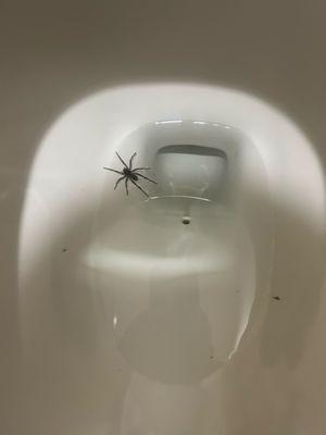 Lone Star Inn & Suites