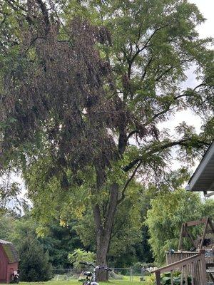 Ridgeview Tree Service & Landscaping