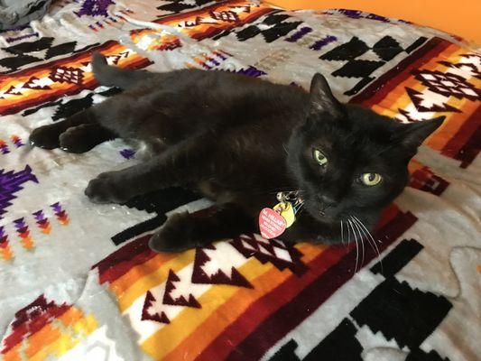 Bowersett Ross S Jr DVM