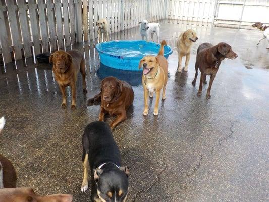 Central Bark Doggy Day Care
