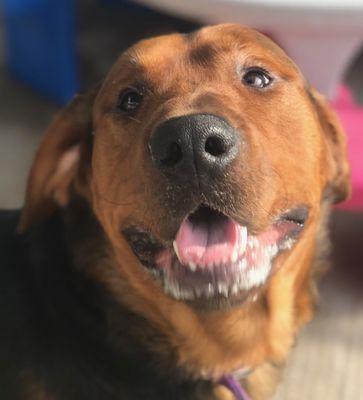 Tri-Lakes Humane Society