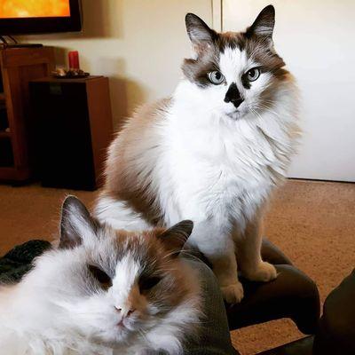 All Fur Love Pet Care