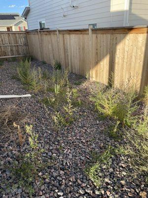 Lawn Doctor - Lakewood