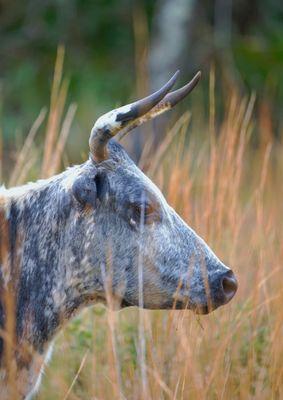 Bullfrog Creek Wildlife And Environmental Area