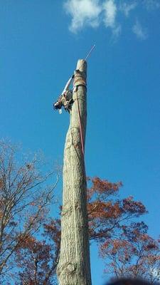 Coast and Canyon Tree Service