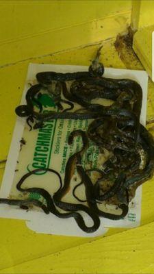 Middlesex County Wildlife Animal Control