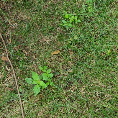 Even more weeds that weren't controlled by Weedman