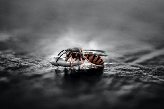 All American Pest Control