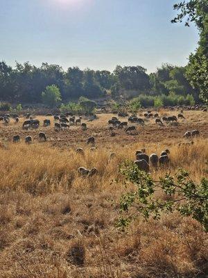 North Laguna Creek Park