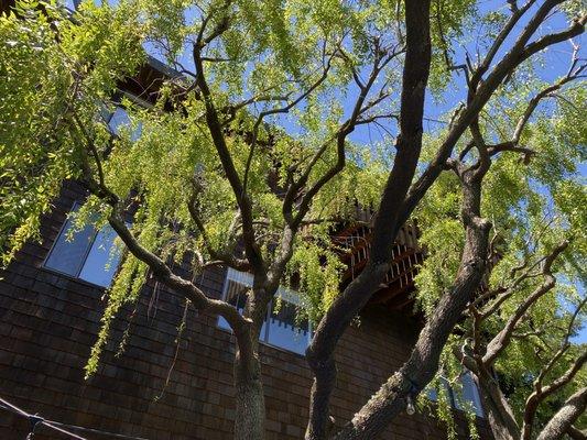 Clements Tree Service