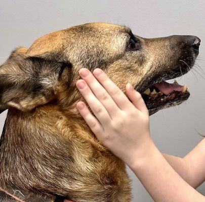 Magnolia Animal Clinic PLLC