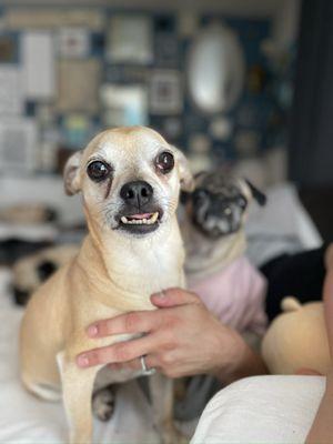 Auburn South Veterinary Hospital