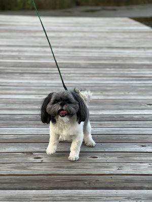 Ciara's Pet Grooming