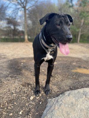 Denaros Affordable Pup Care