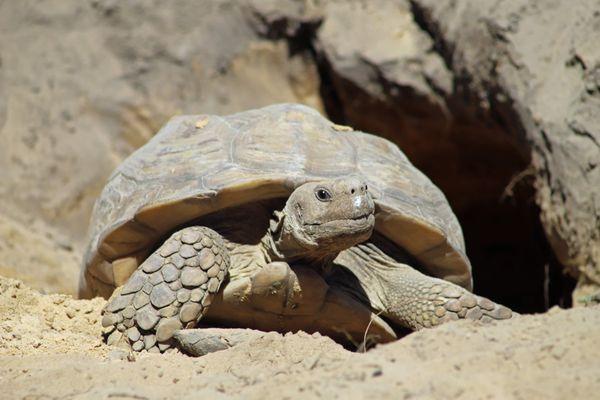 SOR Wildlife Adventure