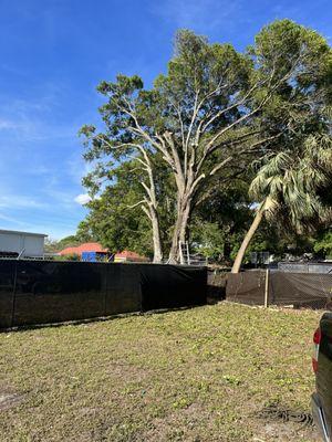 Treasure Coast Tree and Lawn Services