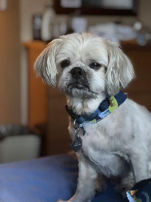 Terry! Beautifully groomed by Okey Doggie!