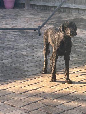 Aussie Pet Mobile of Brevard County