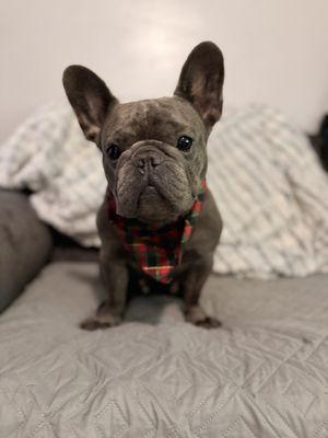 Shampooch Pet Grooming