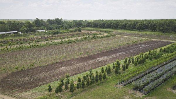 Austin Tree Farm