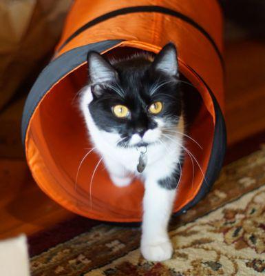 Paws of Grays Harbor