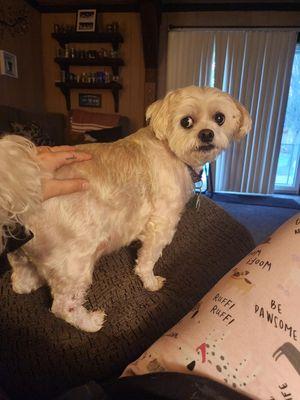 Kayla's Pet Sitting Services