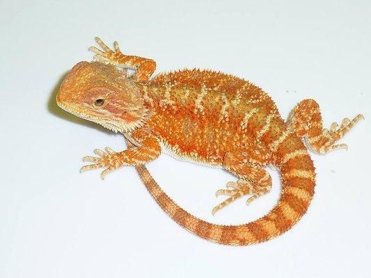 Exotic Critter Sitters