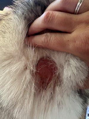 Mountain View Dog Ranch