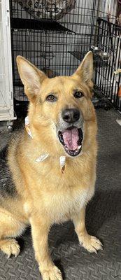 Cassies Canine Cuts Grooming Service