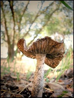 Santa Rosa Rural Cemetery