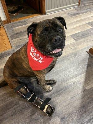 My Pet's Brace - New Jersey