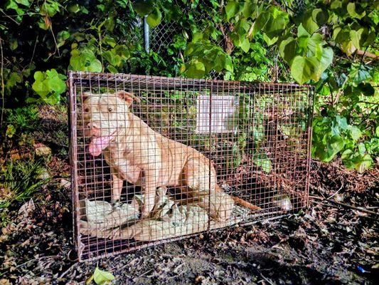 Abandoned and alone, Winnie waited for her owners to return in vain. Unchain Memphis stepped in and saved her from the streets.