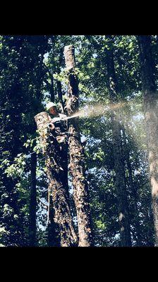 Timber Monkey Tree Service