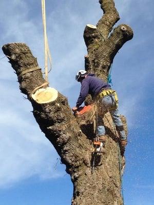 Williams Tree Service