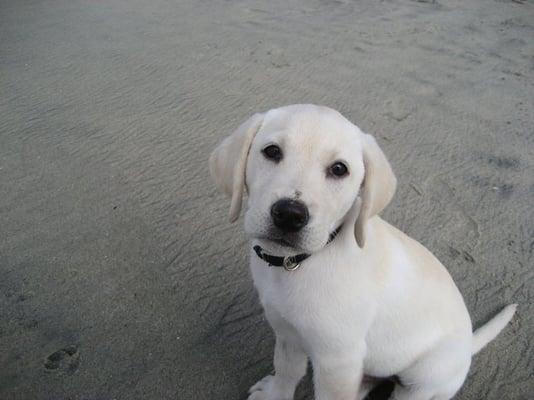 Photo of Fudge D.