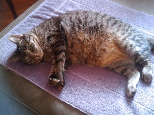 photo of Furryguy 9.