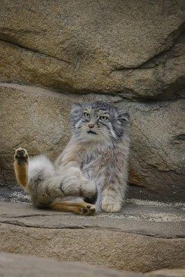 photo of Crekkutf D.