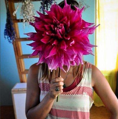 Photo of Dahlia Face G.